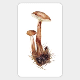 Armillaria mellea Magnet